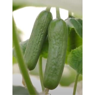Compra PEPINO CHIKITO F1 (1.000 Semillas) en la tienda online Fito Agrícola