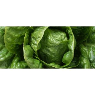 Compra LECHUGA SIDERAL Pildorada (25.000 Semillas) en la tienda online Fito Agrícola