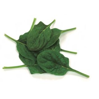 Compra ESPINACA SERPENS F1 BABY LEAF (1.000.000 Semillas) en la tienda online Fito Agrícola