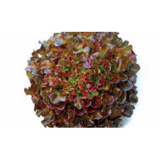 Compra LECHUGA INSIGNIA Pildorada (25.000 Semillas) en la tienda online Fito Agrícola