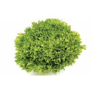 Compra LECHUGA MULTIGREEN 114 Pildorada (25.000 Semillas) en la tienda online Fito Agrícola