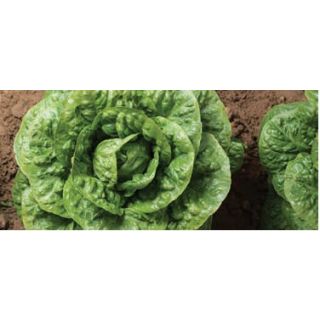 Compra LECHUGA GLAMORAL Pildorada (25.000 Semillas) en la tienda online Fito Agrícola