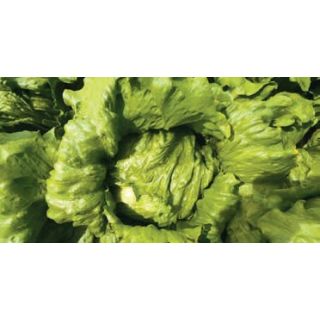 Compra LECHUGA MESTIZA Pildorada (25.000 Semillas) en la tienda online Fito Agrícola