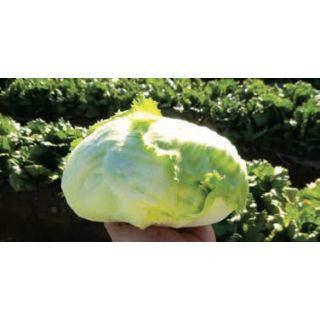 Compra LECHUGA METALIA Pildorada (25.000 Semillas) en la tienda online Fito Agrícola