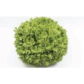 Compra LECHUGA MULTIGREEN 101 Pildorada (25.000 Semillas) en la tienda online Fito Agrícola