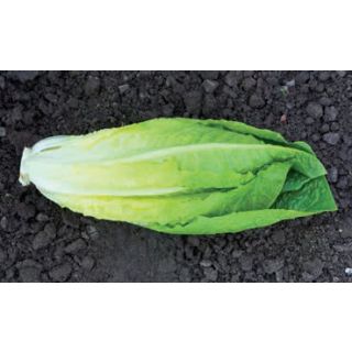 Compra LECHUGA OLGADA Pildorada (25.000 Semillas) en la tienda online Fito Agrícola