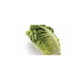 Compra LECHUGA THIMBLE Pildorada (25.000 Semillas) en la tienda online Fito Agrícola