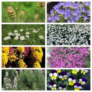 Compra FLORES PERENNES MEDIANAS (100 gr.). en la tienda online Fito Agrícola