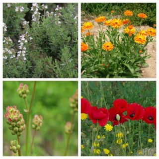 Compra FLORACION SOLANA MIX (100 gr.). en la tienda online Fito Agrícola