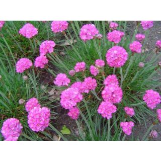 Compra ARMERIA MARITIMA Splendes Rosa (10gr.). en la tienda online Fito Agrícola