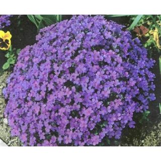 Compra AUBRIETA HYBRIDA Hendersonii Lila (25 gr.). en la tienda online Fito Agrícola
