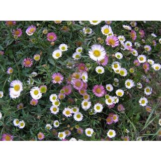Compra ERIGERON Karvinskianus (1 gr.). en la tienda online Fito Agrícola
