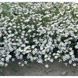 Compra GYPSOPHILA Repens (25 gr.). en la tienda online Fito Agrícola