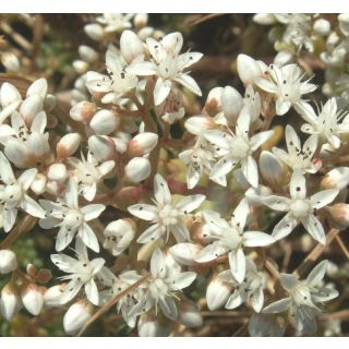 Compra SEDUM Album (1 gr.). en la tienda online Fito Agrícola