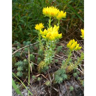 Compra SEDUM Reflexum (1 gr.). en la tienda online Fito Agrícola