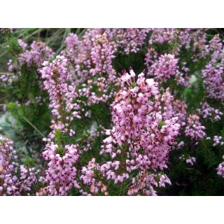 Compra ERICA MULTIFLORA (10 gr.). en la tienda online Fito Agrícola