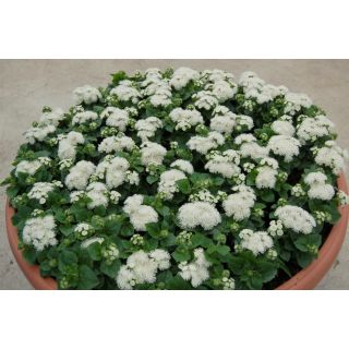 Compra AGERATO ALOHA BLANCO F1 Pildorado (1.000 Semillas) en la tienda online Fito Agrícola