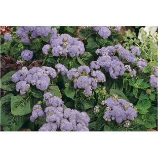 Compra AGERATO VICTORIA BLUE F1 Pildorado (1.000 Semillas) en la tienda online Fito Agrícola