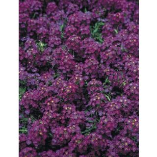 Compra LOBULARIA MARITIMA WONDERLAND PÚRPURA (1000 Semillas) en la tienda online Fito Agrícola