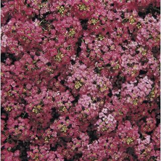 Compra LOBULARIA MARITIMA WONDERLAND ROSA FUERTE (1000 Semillas). en la tienda online Fito Agrícola