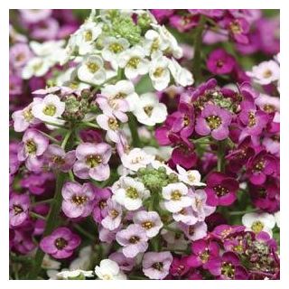 Compra LOBULARIA MARITIMA CLEAR CRYSTAL MIX (1000 Semillas). en la tienda online Fito Agrícola