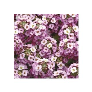 Compra LOBULARIA MARITIMA CLEAR CRYSTAL LAVANDA (1000 Semillas). en la tienda online Fito Agrícola