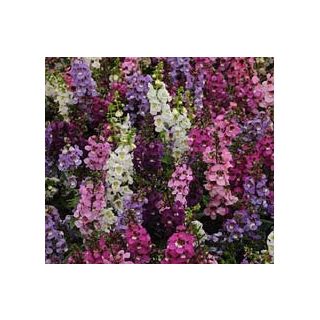 Compra ANGELONIA SERENA ® F1 MIX (1.000 Semillas) en la tienda online Fito Agrícola