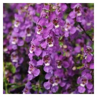 Compra ANGELONIA SERENA ® F1 PÚRPURA (1.000 Semillas) en la tienda online Fito Agrícola