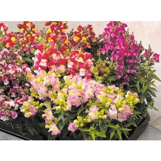 Compra ANTIRRINO FLORAL SNAPPY F1 MIX (1.000 Semillas) en la tienda online Fito Agrícola