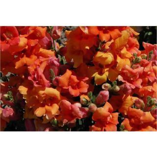 Compra ANTIRRINO TWINNY F1 BRONCE (1.000 Semillas) en la tienda online Fito Agrícola