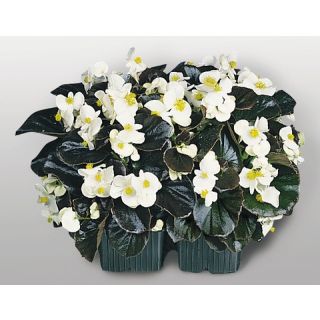 Compra BEGONIA COCKTAIL WHISKY® F1 BLANCA Pildorada Hoja Bronce (1.000 Semillas) en la tienda online Fito Agrícola
