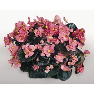 Compra BEGONIA COCKTAIL VODKA® F1 ROSA Pildorada Hoja Bronce (1.000 Semillas) en la tienda online Fito Agrícola