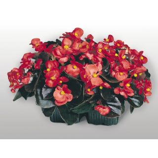 Compra BEGONIA COCKTAIL TEQUILA® F1 ROJA Pildorada Hoja Bronce (1.000 Semillas) en la tienda online Fito Agrícola