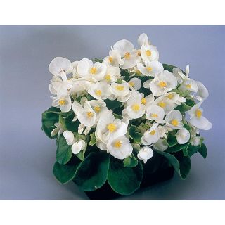 Compra BEGONIA SUPER OLYMPIA® F1 BLANCA Pildorada (1.000 Semillas) en la tienda online Fito Agrícola