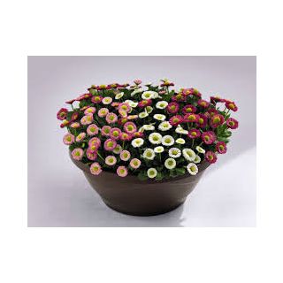 Compra BELLIS (MARGARITA DE LOS PRADOS) SPEEDSTAR PLUS® MIX Pildorada (1000 Semillas). en la tienda online Fito Agrícola