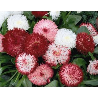 Compra BELLIS (MARGARITA DE LOS PRADOS) HABANERO® MIX Pildorada (1000 Semillas). en la tienda online Fito Agrícola