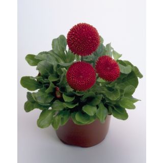 Compra BELLIS (MARGARITA DE LOS PRADOS) TASSO® ROJA Pildorada (1000 Semillas). en la tienda online Fito Agrícola