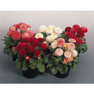 Compra BELLIS (MARGARITA DE LOS PRADOS) TASSO® MIX Pildorada (1000 Semillas). en la tienda online Fito Agrícola