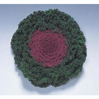 Compra COL ORNAMENTAL CARRIZO F1 CENTRO ROJO Pildorada (1000 Semillas). en la tienda online Fito Agrícola