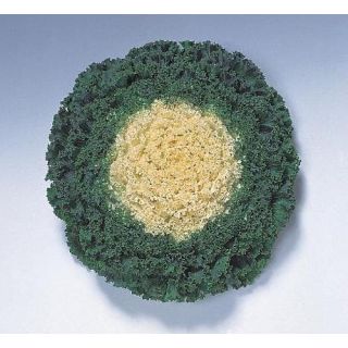 Compra COL ORNAMENTAL CARRIZO F1 CENTRO BLANCO Pildorada (1000 Semillas). en la tienda online Fito Agrícola