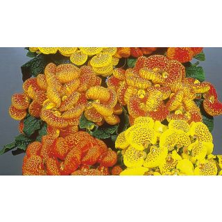 Compra CALCEOLARIA RUGOSA DAINTY F1 Pildorada (1000 Semillas). en la tienda online Fito Agrícola
