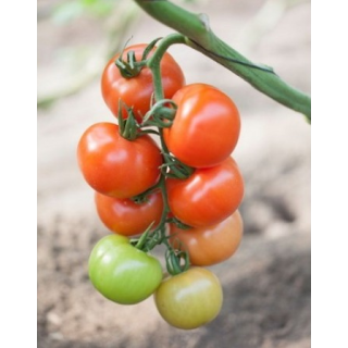 Compra TOMATE RAMYLE RZ F1 (1.000 Semillas). en la tienda online Fito Agrícola