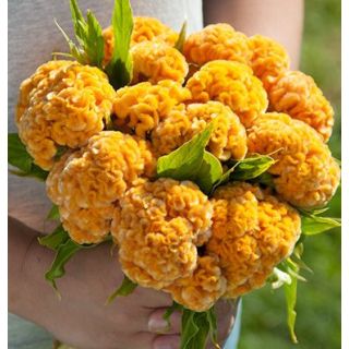 Compra CRESTA DE GALLO CHIEF GOLD (1000 Semillas). en la tienda online Fito Agrícola