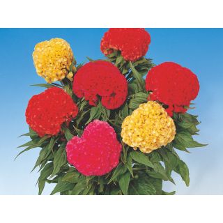 Compra CRESTA DE GALLO CHIEF MIX (1000 Semillas). en la tienda online Fito Agrícola