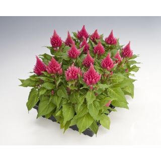 Compra CELOSÍA PLUMOSA GLORIUS ROSA Pildorada (1.000 Semillas) en la tienda online Fito Agrícola