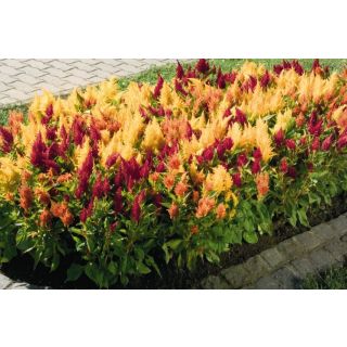 Compra CELOSÍA PLUMOSA FRESH LOOK MIX Pildorada (1.000 Semillas) en la tienda online Fito Agrícola
