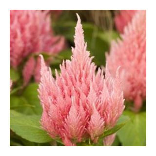 Compra CELOSÍA PLUMOSA KIMONO ROSA Pildorada (1.000 Semillas) en la tienda online Fito Agrícola