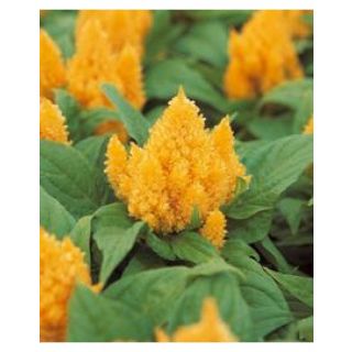 Compra CELOSÍA PLUMOSA KIMONO YELLOW Pildorada (1.000 Semillas) en la tienda online Fito Agrícola