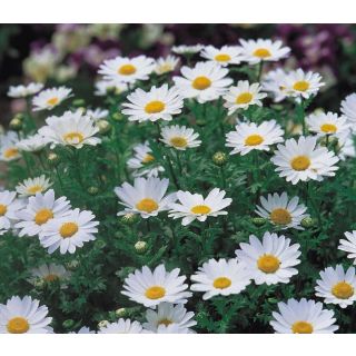 Compra MARGARITA SNOWLAND (1000 Semillas). en la tienda online Fito Agrícola