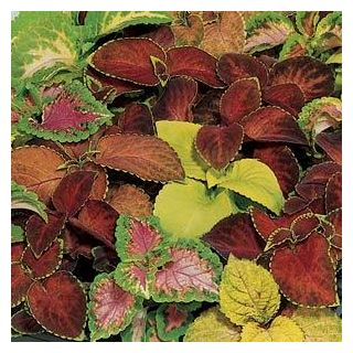 Compra COLEO WIZARD® (1000 Semillas). en la tienda online Fito Agrícola